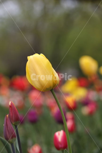 꽃,튤립,봄,공원,자연,꽃밭,flower,tulips,spring,park