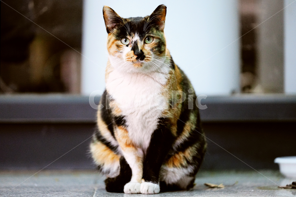 고양이,길고양이,길냥이,야옹이,냐옹이,냥냥이,반려묘,애완묘,반려동물,애완동물,야생동물,펫,캣,포유류,동물,mammal,animal,pet,cat,동물,animal,포유류,mammal,고양이,cat,kitten,kitty