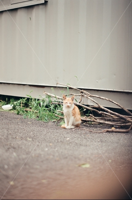 귀여움,야옹,반려동물,cats,mammals,animals,cute,meow,pets,mammal,포유류,cat,고양이,pet,abyssinian,동물,animal,아비시니안,manx,asphalt,아스팔트,동물,animal,포유류,mammal,고양이,cat,kitten,kitty
