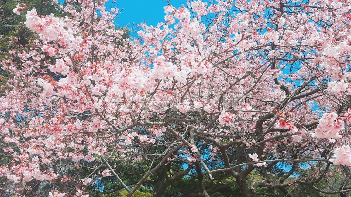 벚꽃,꽃,하늘,파란하늘,벚꽃나무,식물,자연,plants,nature,꽃,flower