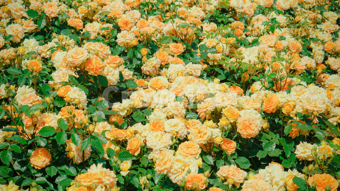 장미,정원,자연,꽃,색감,노랑,rose,flower,garden,nature,color,yellow,식물,자연,plants,nature,꽃,flower