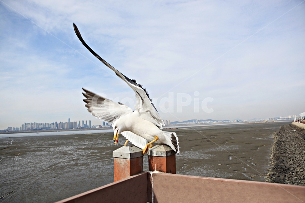 갈매기,새,조류,풍경,배경,자연,풍광,하늘,동물,animal,조류,새,birds