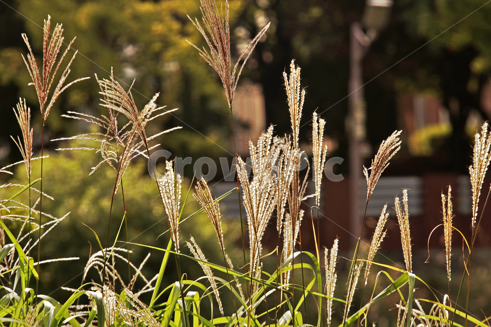 갈대,억새,가을,계절,자연,풍경,가을,계절,fall,autumn,season,식물,자연,plants,nature,plant,grass,잔디,food,음식,vegetable,야채,grain,곡물