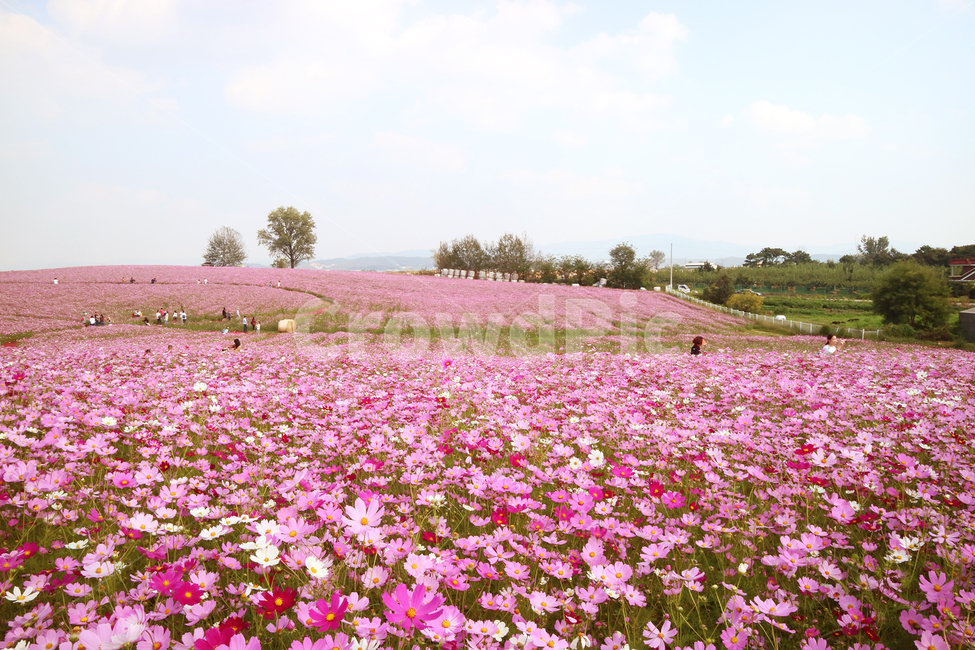 코스모스,cosmos,꽃밭,감성사진,가을,풍경,fall,autumn,landscape,scenery,scene,view,sight,mexicanaster,가을,계절,fall,autumn,season,자연,풍경,nature,landscape,blossom,꽃,petal,꽃잎,plant,식물,flower