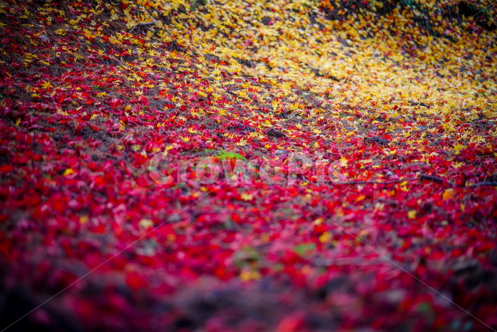 가을,단풍,낙엽,노란단풍,빨간단풍,가을,계절,fall,autumn,season,색깔,색상,색채,색감,color sense,color sensitivity,feeling of color