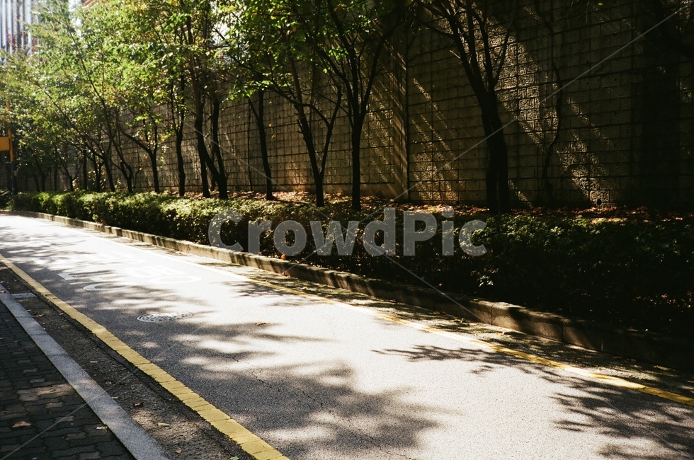 필름카메라,나무,그림자,햇빛,도로,도시,풍경,city,landscape,path,통로,pedestrian,보행자