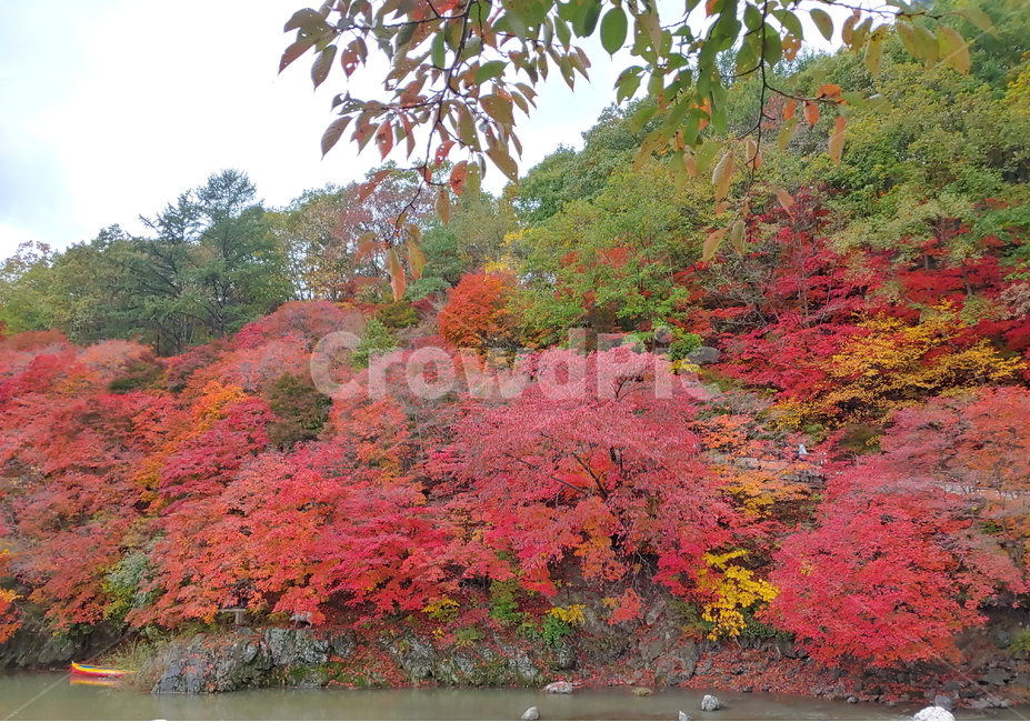 단풍,가을,물,나무,빨강단풍,가을,계절,fall,autumn,season,자연,풍경,nature,landscape,tree,plant,식물,maple,leaf,잎