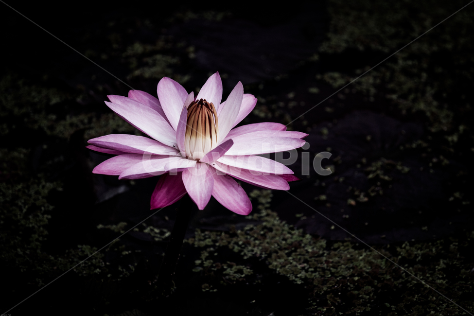 연꽃,연꽃축제,연잎,여름꽃,꽃,꽃사진,연못,식물,자연,plants,nature,꽃,flower