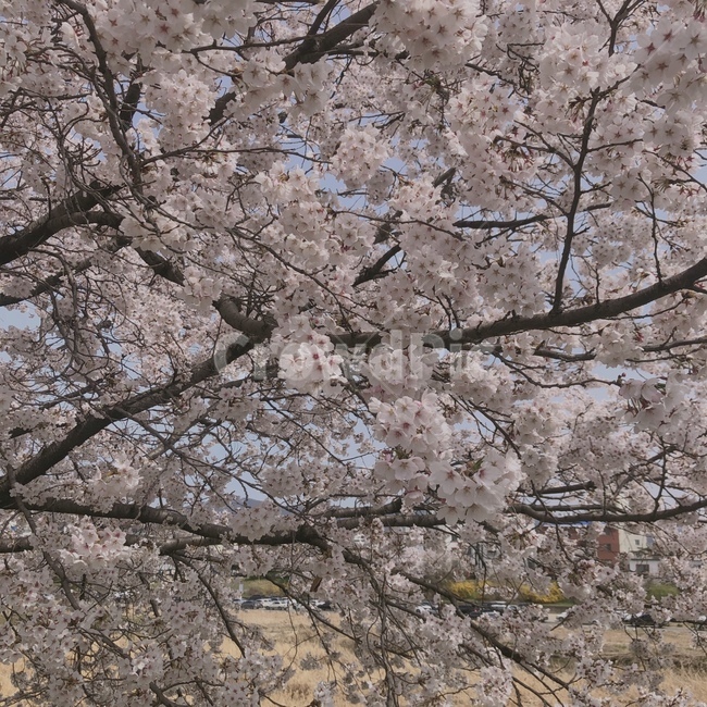 벚꽃,봄,꽃구경,3월,나무