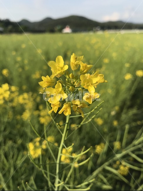 유채꽃,노란꽃,꽃밭,노란,yellow,유채,예쁜,따뜻한,노랑,봄,느낌,감성,꽃,배경,하중도,대구,식물,flower,flowers,봄꽃,배경사진,감성사진