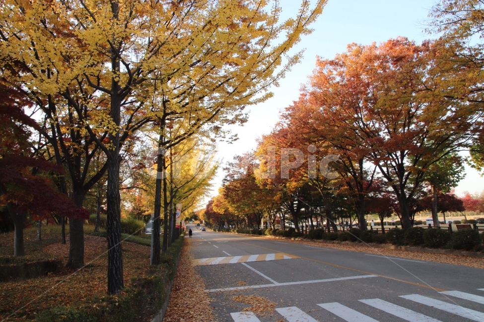 가을,낙엽,공원,나무,풍경,가을,계절,fall,autumn,season,asphalt,아스팔트,road,도로