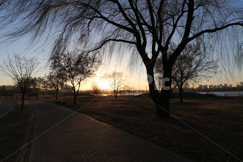 노을,석양,한강,역광,나무,sunset,backlight,hanliver,자연,풍경,nature,landscape,flare,플레어,light,빛,outdoors,옥외,sunlight,햇빛