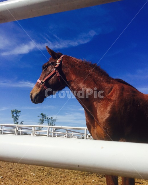 animal,동물,horse,말,mammal,포유류,하늘,sky,농장,farm,시골,countryside,동물,animal,포유류,mammal