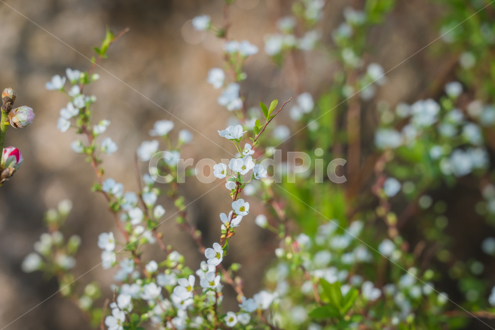 봄,꽃,야생화,근접,자연,봄,계절,spring,season,식물,자연,plants,nature,꽃,flower,plant
