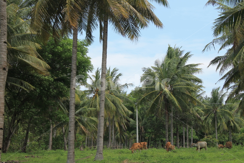 야자수,길리,palmtree,gili,nature,자연