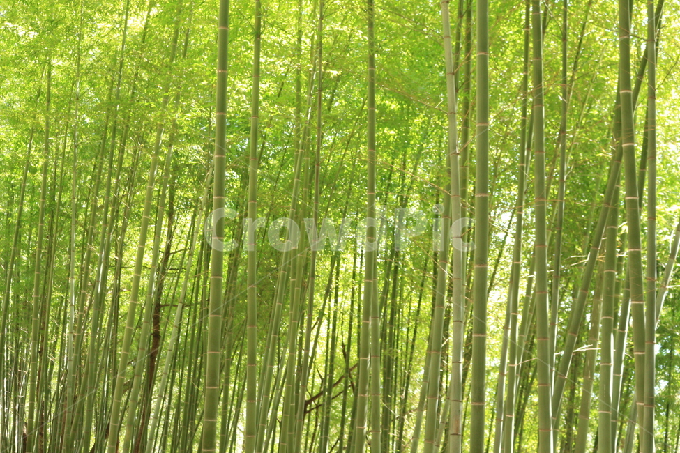 대나무,사계절,산,절개,황령산,식물,자연,plants,nature,나무,trees,wood