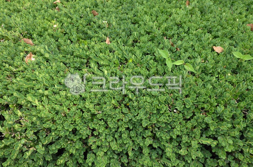 풀, 초목, vegetation, 식물, plant, 사진,이미지,일러스트,캘리그라피 - Nunifiedtribe작가