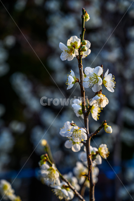 plant,식물,pollen,꽃,개화,봄,spring,식물,자연,plants,nature,꽃,flower