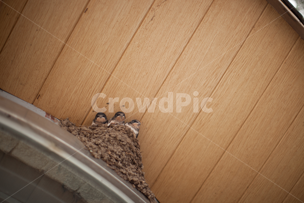 제비,둥지,지붕,천장,wood,나무,plywood,합판,새끼,동물,animal,조류,새,birds