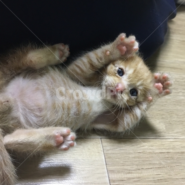 고양이,길냥이,유기묘,애완묘,동물유기,동물,animal,포유류,mammal,고양이,cat,kitten,kitty