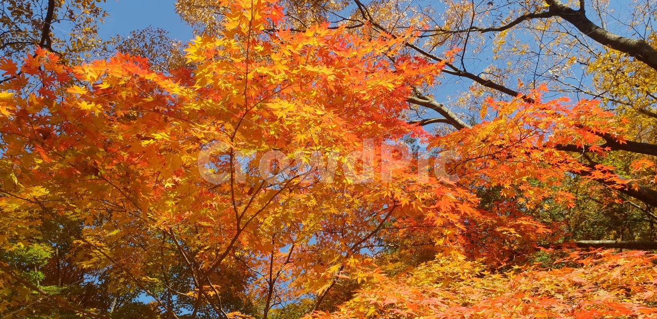 단풍,단풍놀이,가을,단풍구경,단풍나무,내장산,가을,계절,fall,autumn,season,자연,풍경,nature,landscape,plant,식물,leaf,잎,tree,나무,maple