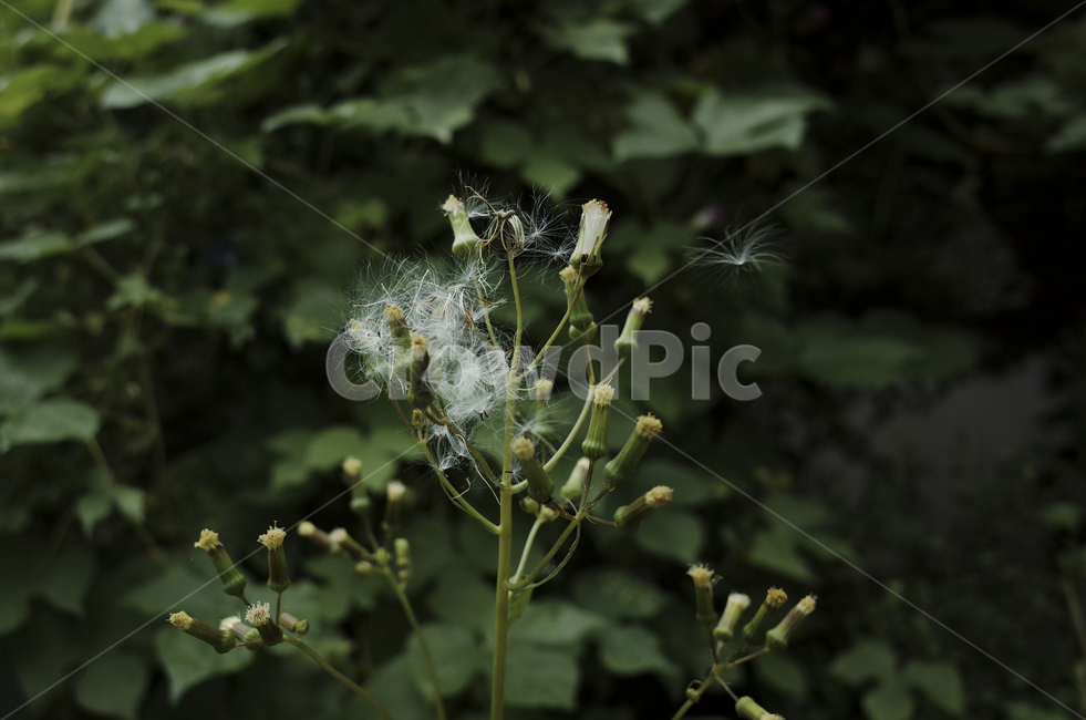 plant,식물,blossom,꽃,flower,leaf,잎,green,초록,녹색,초록색,white,흰색,하양,하얀,민들레,dandelion