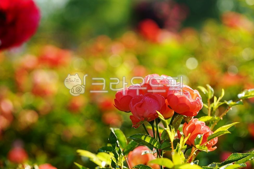 장미꽃,장미,빨강장미,쌍떡잎식물,장미과