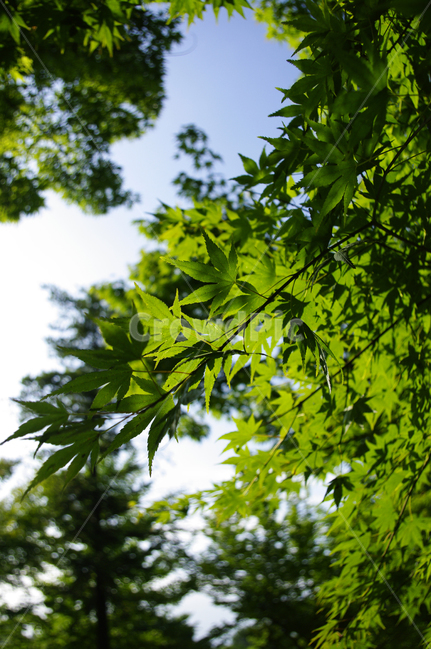 나무,잎,초록,신록,식물,식물,자연,plants,nature