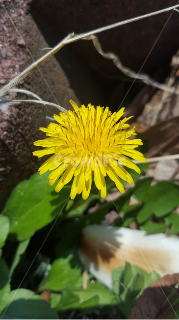 꽃,식물,근접,봄,flower