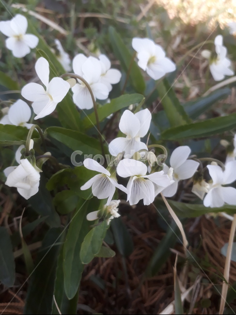 제비꽃,흰색,봄,식물,꽃,식물,자연,plants,nature,꽃,flower