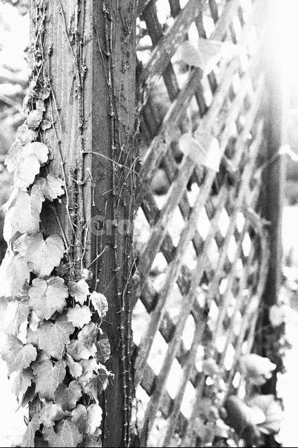 역광,흑백,담쟁,생명,빛,식물,자연,plants,nature,흑백,모노톤,monochrome,black and white