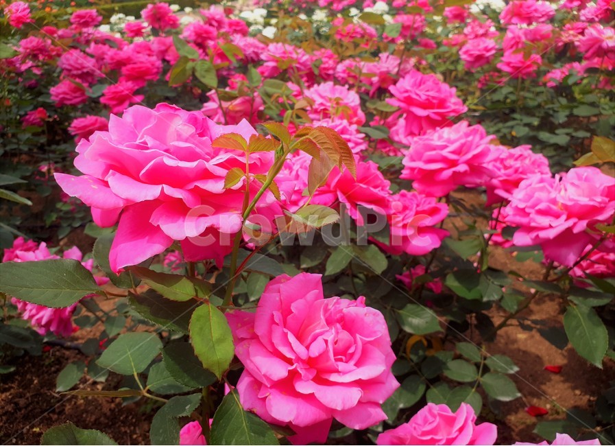 꽃,장미,정원,화원,식물,자연,flower,rose,garden,plant,nature,식물,자연,plants,nature,꽃,flower