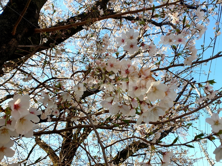 plant,식물,flower,봄,spring,개화,자연,cherryblossom,벚꽃,blossom,꽃
