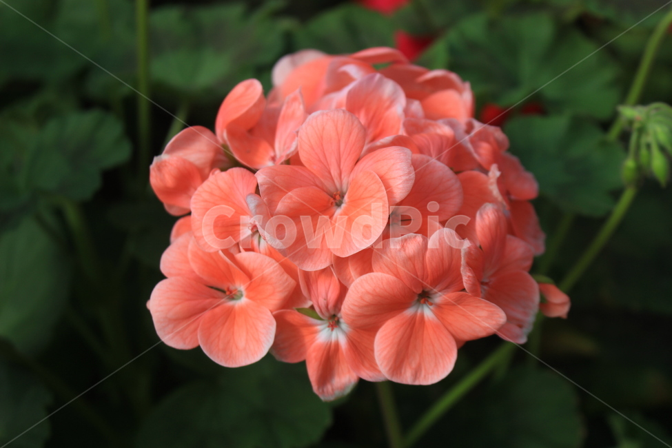 제라늄,꽃,빨간꽃,붉은꽃,화원,식물,꽃확대,꽃잎,petal,식물,자연,plants,nature,꽃,flower