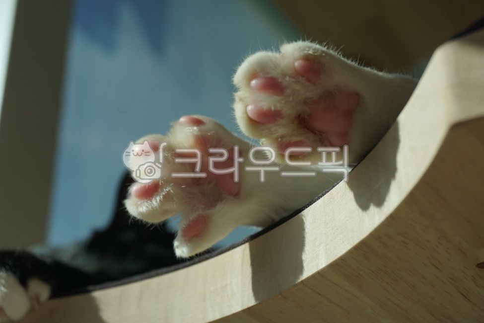 고양이,고양이발,고양이발바닥,고양이젤리,냥젤리,젤리,귀여운,보송보송한,냥발바닥