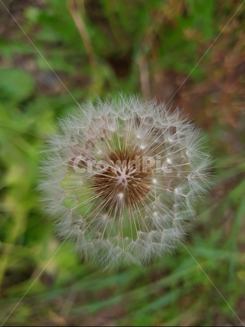 식물,꽃,민들레,blossom,씨앗,민들레씨앗,식물,자연,plants,nature
