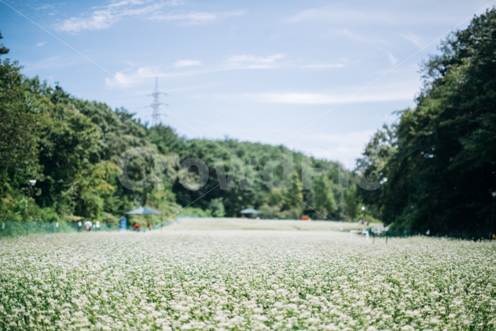 꽃,여름,울산,메밀꽃,flower,자연,풍경,nature,landscape,여름,계절,summer,season,감성,sensible,feeling,plant,식물,grass,잔디