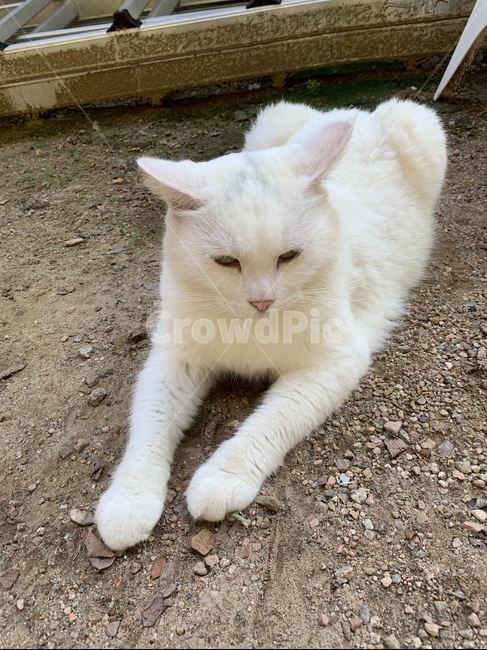 고양이,동물,귀여운,cat,animal,cute,pet,mammal,포유류,동물,animal,포유류,mammal,고양이,cat,kitten,kitty