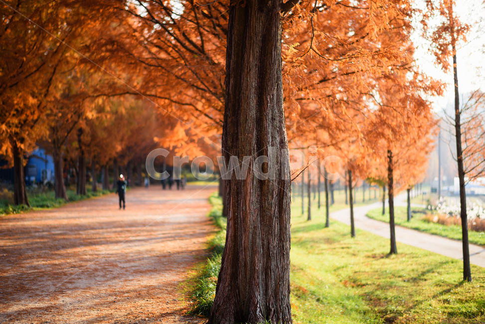 가을,담양,메타세콰이어,단풍,풍경,배경화면,오후빛,가을,계절,fall,autumn,season,자연,풍경,nature,landscape,tree,나무,plant,식물,tree trunk,나무 줄기