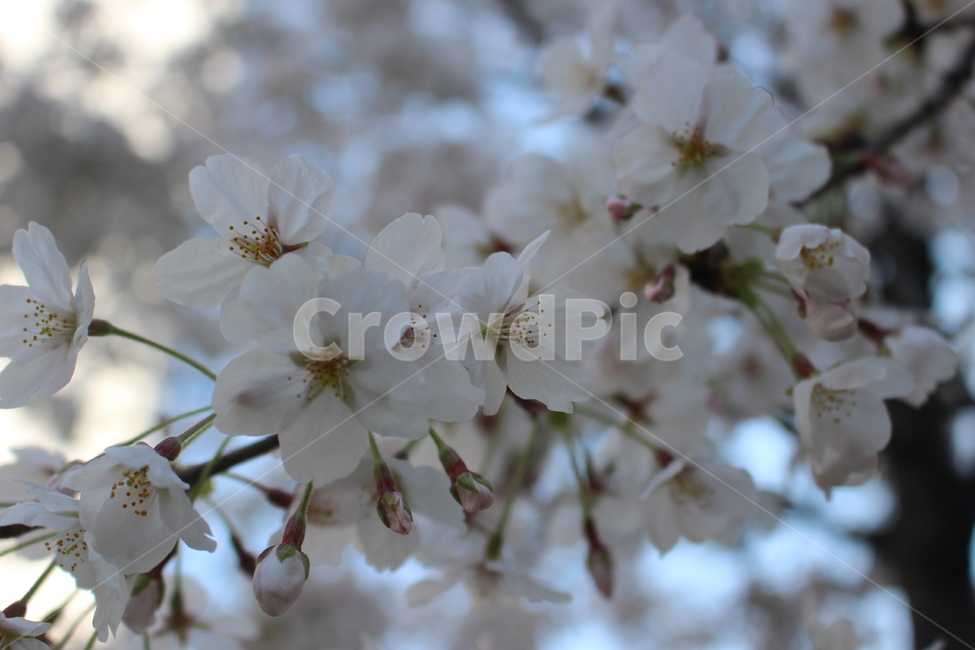 plant,식물,blossom,꽃,flower,벚꽃,cherryblossom