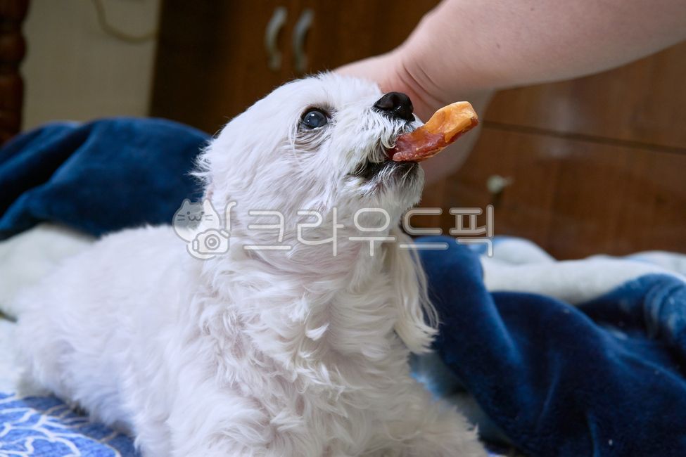 개,강아지,댕댕이,애완견,반려견,애완동물,반려동물,동물,pet,animal,dog,말티즈,마르티즈,말티스,마르티스