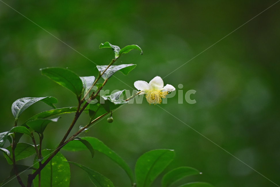 차꽃,녹차잎,식용,찻잎,greentea,nokcha,동양적,아시안,asian,teaplant,관목,상록교목,상록관엽수,재배,꽃,플라워,하얀색꽃,꽃술,녹색,배경,바탕,백그라운드,나무꽃,나뭇잎,동백나무과,camelliasinensis,plant,식물,leaves,green,식물,자연,plants,nature,꽃,flower