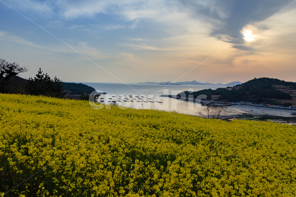 청산도,유채꽃,농촌,농업,경치,자연,풍경,nature,landscape,식물,plants,꽃,flower,grassland,목초지,field,들,outdoors,옥외,rural,farm,농장,meadow