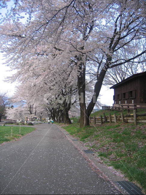 공원,벗꽃,park,tree,cherryblossem