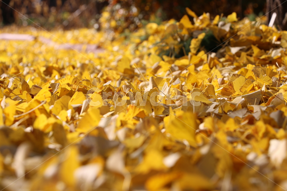 은행잎,가을,낙엽,노랑,leaf,plant,식물,잎,tree,11월,autumn,가을,계절,fall,autumn,season