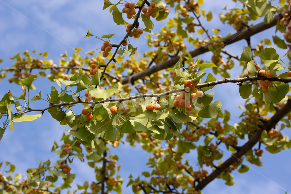은행,씨,냄새,가을하늘,노란색,plant,식물,과일,열매,fruit