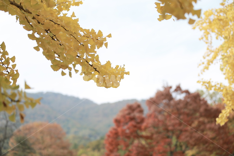 식물,나무,은행,단풍,가을,가을,계절,fall,autumn,season,tree,plant