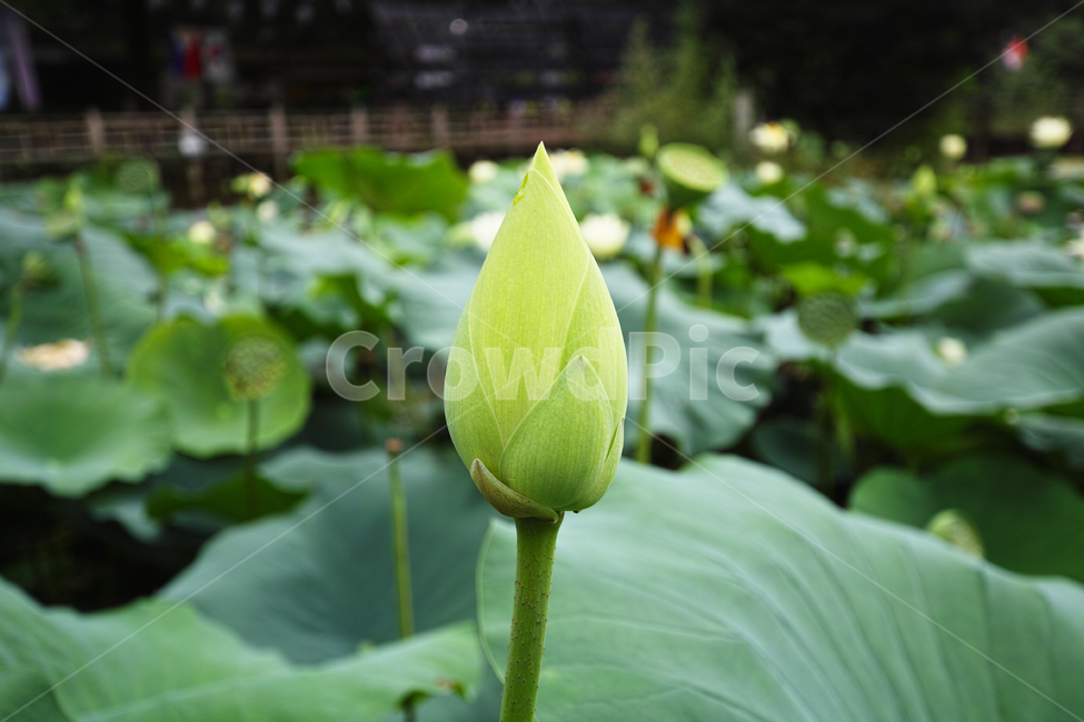 꽃,식물,자연,감성,테마,풍경,꽃말,flower,연꽃,부처님,식물,자연,plants,nature,꽃,flower