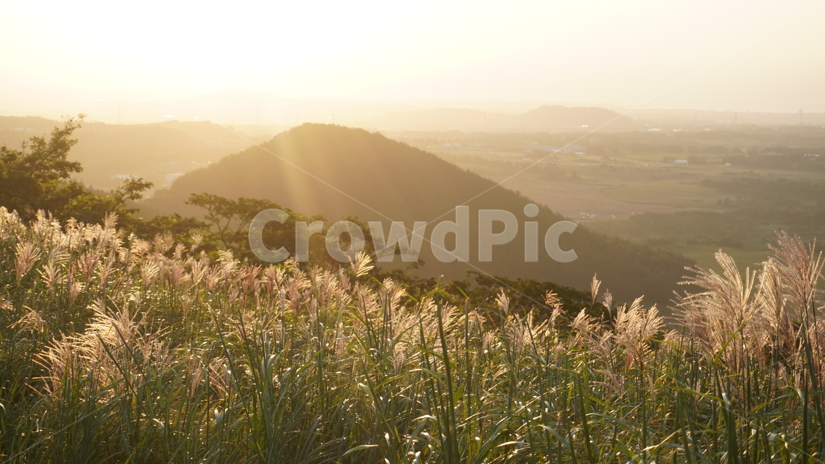 자연,해질녘,sunset,노을,갈대,언덕,산,식물,자연,plants,nature