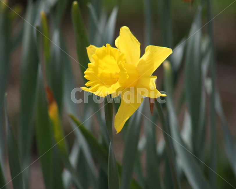 수선화,꽃,봄,노랑,narcissus